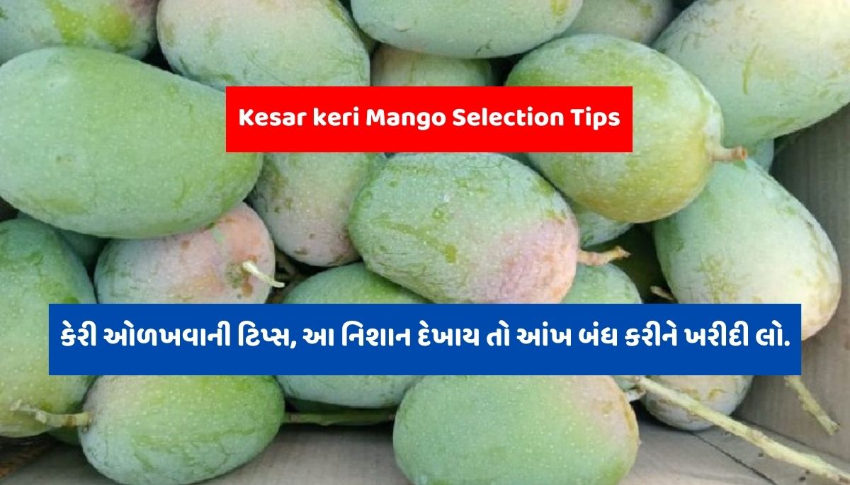 Kesar keri Mango Selection Tips